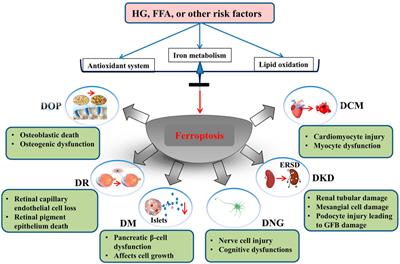 LncRNAs regulate ferroptosis to affect diabetes and its complications